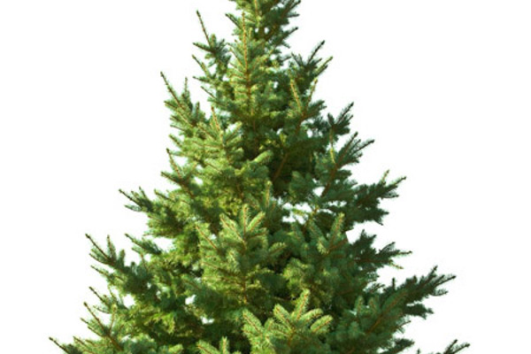 Välkommen på julgransmingel!