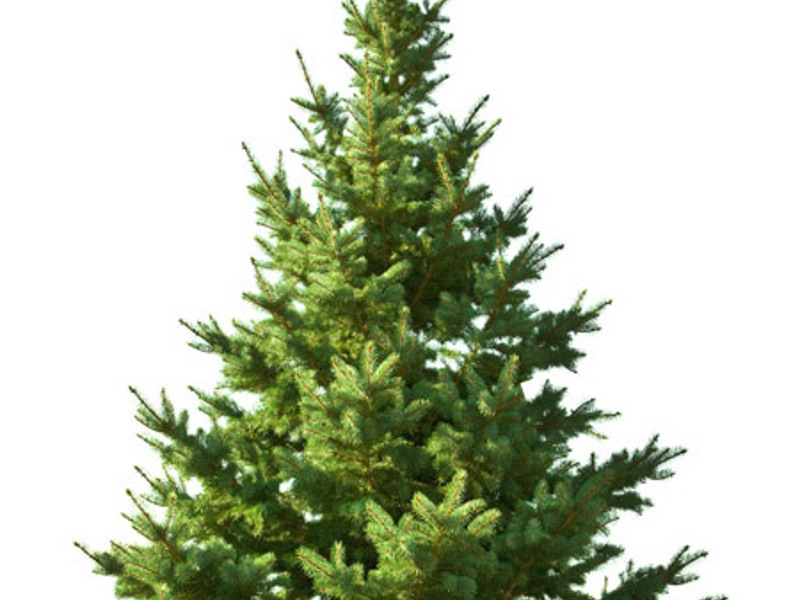 Välkommen på julgransmingel!