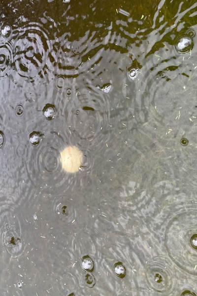Damgolf i regn!